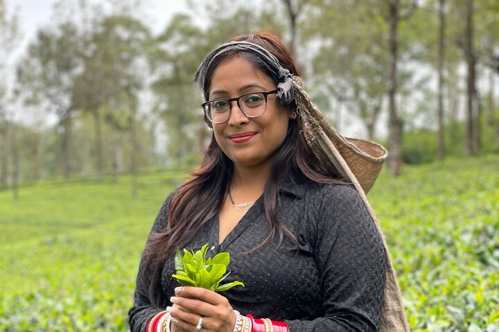 Lipton seat ( tea field)